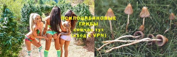 PSILOCYBIN Алексеевка